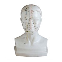 Anatomisches Modell des menschlichen Kopfes 21 cm: Gravur der Lage der Akupunkturpunkte