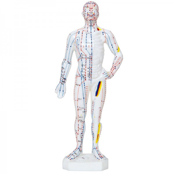 Anatomisches Modell des männlichen menschlichen Körpers 26 cm: 361 Akupunkturpunkte und 80 neugierige Punkte