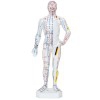 26 cm männliches menschliches Körperanatomisches Modell: 361 Akupunkturpunkte und 80 merkwürdige Punkte