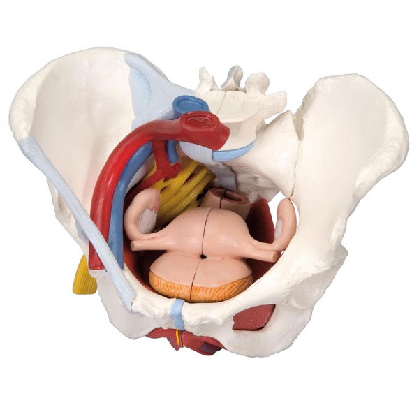 Anatomisches Modell des weiblichen Beckens mit Bändern, Venen, Nerven, Beckenboden und Organen (sechs Teile)