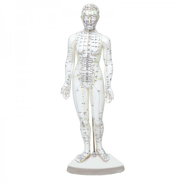 Weibliches menschliches Körpermodell 46 cm: 361 Akupunkturpunkte und 80 neugierige Punkte