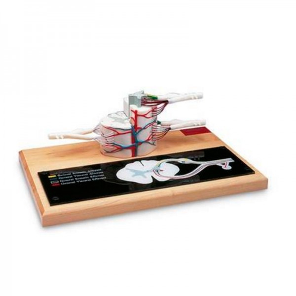 Rückenmarksmodell (sechsfache Lebensgröße) Rückenmarksmodell (sechsfache Lebensgröße)