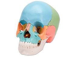 Anatomische Modelle Anatomische Modelle