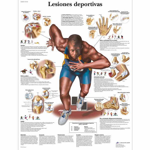 Anatomiediagramm: Sportverletzungen Anatomiediagramm: Sportverletzungen