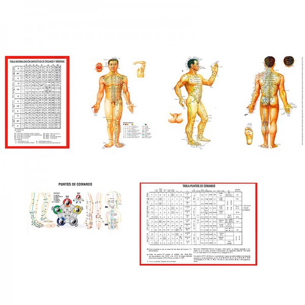 Plastifiziertes Triptychon des TCM Anatomophysiology Practical Guide Plastifiziertes Triptychon des TCM Anatomophysiology Practical Guide