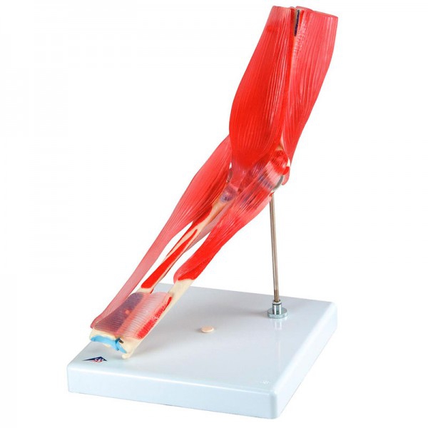 Ellenbogengelenk (acht Stück) Ellenbogengelenk (acht Stück)