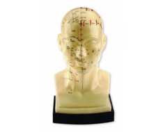 Akupunktur-Modelle