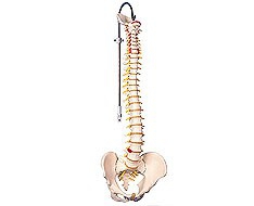 Wirbelsäule Wirbelsäule