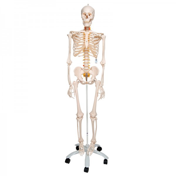 Fred Deluxe Anatomical Skeleton ? Flexibles Skelett auf fünfbeinigem Ständer mit Rädern Fred Deluxe Anatomical Skeleton ? Flexibles Skelett auf fünfbeinigem Ständer mit Rädern