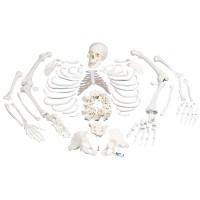 Komplett disartikuliertes Skelett: mit dreiteiligem Schädel