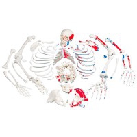 Vollständiges disartikuliertes Skelett mit Muskelbeschreibung