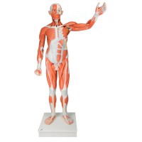 Männliche menschliche Figur mit lebensgroßen Muskeln (in 37 Teile zerlegt)
