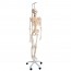 Physiologisches Skelett Phil: auf fünfrädrigem Drehgestell (Spezielle Physiotherapie und Osteopathie) Physiologisches Skelett Phil: auf fünfrädrigem Drehgestell (Spezielle Physiotherapie und Osteopathie)