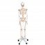 Fred Deluxe Anatomical Skeleton ? Flexibles Skelett auf fünfbeinigem Ständer mit Rädern Fred Deluxe Anatomical Skeleton ? Flexibles Skelett auf fünfbeinigem Ständer mit Rädern