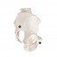 Anatomisches Modell des weiblichen Beckenskeletts Anatomisches Modell des weiblichen Beckenskeletts