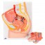 Anatomisches Modell des weiblichen Beckens (zwei Teile) Anatomisches Modell des weiblichen Beckens (zwei Teile)