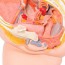 Anatomisches Modell des weiblichen Beckens (zwei Teile) Anatomisches Modell des weiblichen Beckens (zwei Teile)