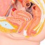 Anatomisches Modell des weiblichen Beckens (zwei Teile) Anatomisches Modell des weiblichen Beckens (zwei Teile)