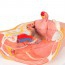 Anatomisches Modell des weiblichen Beckens (zwei Teile) Anatomisches Modell des weiblichen Beckens (zwei Teile)