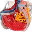 Anatomisches Modell des weiblichen Beckens mit Bändern, Venen, Nerven, Beckenboden und Organen (sechs Teile)
