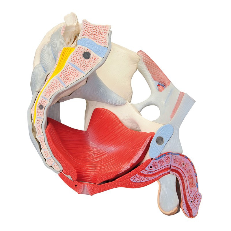 Anatomisches Modell Des M nnlichen Beckens Mit B ndern Gef en Nerven anatomisches-modell-des-m-nnlichen-beckens-mit-b-ndern-gef-en-nerven