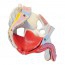 Anatomisches Modell des männlichen Beckens mit Bändern, Gefäßen, Nerven, Beckenboden und Organen (siebenteilig) Anatomisches Modell des männlichen Beckens mit Bändern, Gefäßen, Nerven, Beckenboden und Organen (siebenteilig)