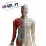 Anatomisches Modell des männlichen menschlichen Körpers 85 cm - OUTLET Anatomisches Modell des männlichen menschlichen Körpers 85 cm - OUTLET