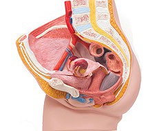 Genital und Becken Genital und Becken