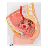 Anatomisches Modell des weiblichen Beckens (zwei Teile)
