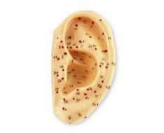 Aurikulopunkturmodelle Aurikulopunkturmodelle