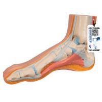 Realistisches Fußmodell (Ideal für anatomische Studien)