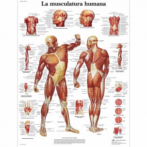 Anatomieblatt: Menschliche Muskulatur